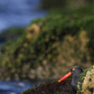 Black Oystercatcher
